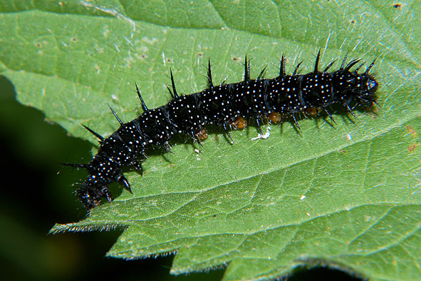 Bruchi colorati del Parco del Ticino